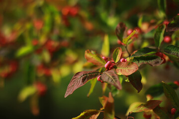 Beautiful autumn landscape with yellow trees and sun. Colorful foliage in the park. Falling leaves natural background