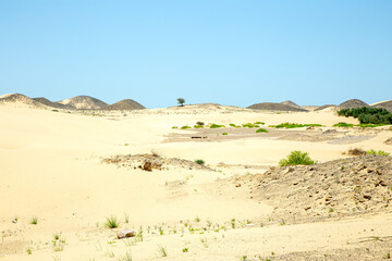 Fototapeta na wymiar Lonely tree in the desert sands on a hot sunny day. Sultanate of Oman