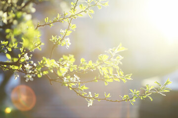 White flower on the tree. Apple and cherry blossoms. Spring flowering.