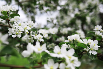White flowers on a green bush. Spring cherry apple blossom. The white rose is blooming.