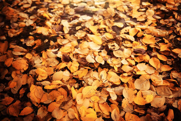 Lively closeup of falling autumn leaves with vibrant backlight from the setting sun
