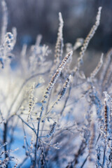 Winter landscape. Trees and plants covered with snow. The beauty of snow covered paths. Snowfall and cooling in tourist areas.