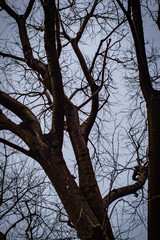 Bare branches of a tree silhouetted against a cold winter sky