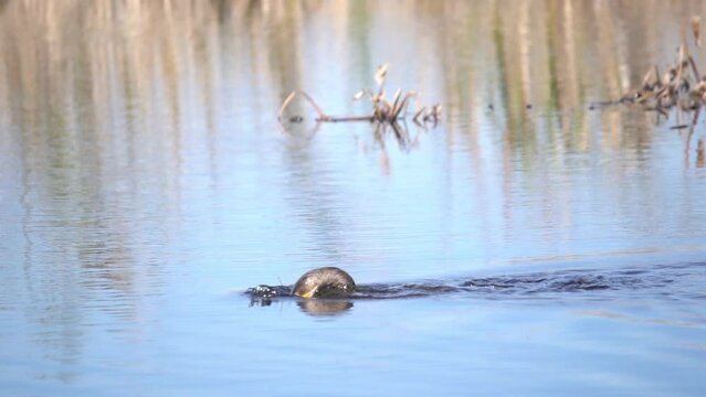 Anhinga Dives with a Catfish in it's mouth