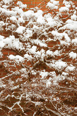 snow flower on the wall
