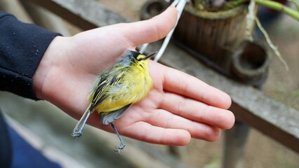 Criança segura em suas mãos um pequeno pássaro que econtrou morto na floresta