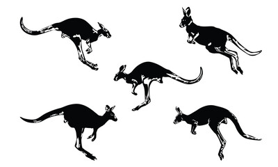 Kangaroo Vector Graphic design