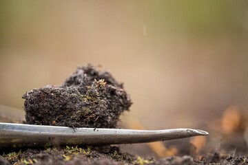 regenerative organic farmer, taking soil samples and looking at plant growth in a farm. practicing...