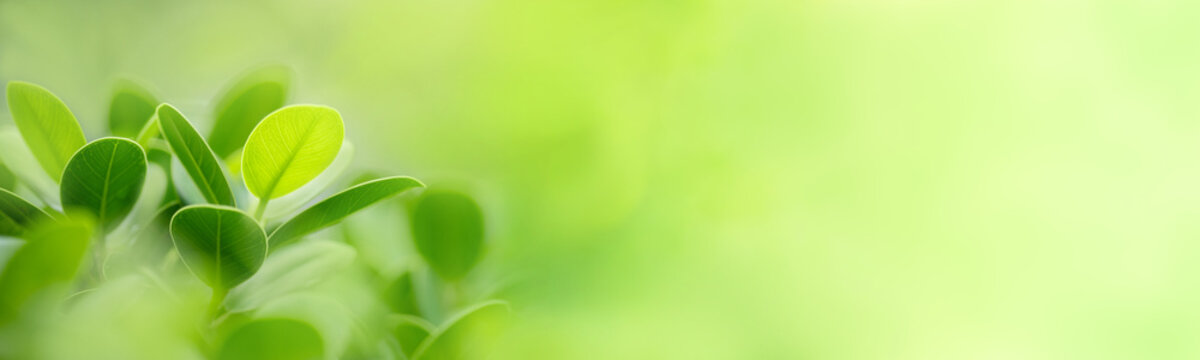 Nature of green leaf in garden at summer. Natural green leaves plants using as spring background cover page greenery environment ecology lime green wallpaper