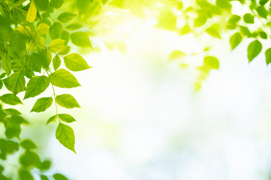 Nature of green leaf in garden at summer. Natural green leaves plants using as spring background cover page greenery environment ecology lime green wallpaper