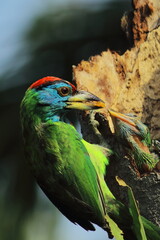 bird nest in summer season in indian forest. blue throated barbet bird (psilopogon asiaticus) feeding its chicks