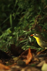 a beautiful red billed leiothrix (leiothrix lutea) sitting on forest-ground. the beautiful small bird is found himalayan foothills area