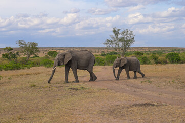 Fototapeta premium Adult elephant and a baby elephant walk through the savannah