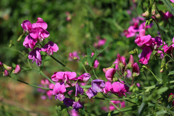 Sweet pea plant with bright pink flowers. Lathyrus odoratus in bloom on summer