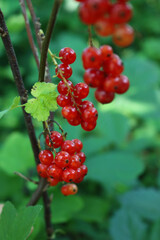 Close-up of red currant bush with red ripe fruitis on branches on summer. Ribes plants in the garden