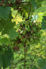 Unripe green Grape affected by downy or false mildew caused by the Plasmopara viticola fungus