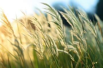 Fototapeta premium Wild grass blowing in the wind.