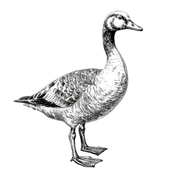 recommend clip art: Duck isolated on white background. Domestic poultry, black and white ink illustration, detailed pen drawing in the style of engraving created with generative AI, transparent background