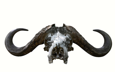 The skull of an African buffalo with big horns