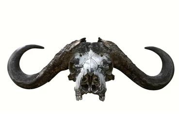 Foto op Canvas The skull of an African buffalo with big horns © Alexey Kuznetsov