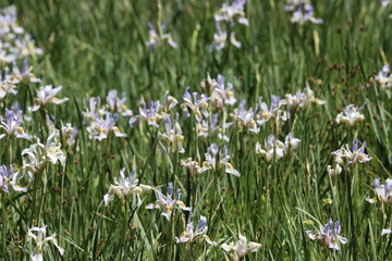 Fototapeta premium A meadow overflows with native Iris Missouriensis wildflowers, impressing notions of gratitude at over 8000 feet in the San Emigdio Mountains.
