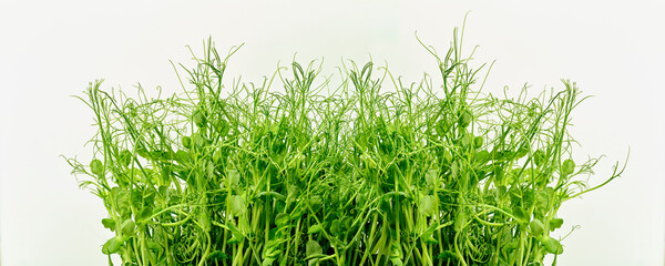 Fresh pea sprouts isolated on white. Microgreens.