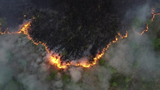 A quadcopter captures a forest fire at a 90-degree angle" 4k Aerial