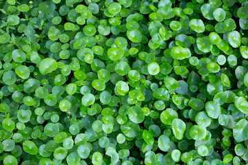 Centella asiatica (gotu kola). Fresh green leaves herb background.