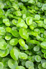 Centella asiatica (gotu kola). Fresh green leaves herb background.