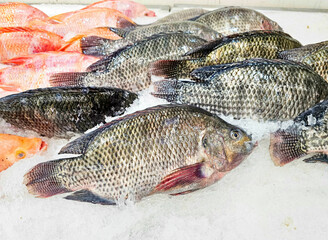 Fresh Tilapia fish on ice sold in supermarkets. Fish Raw on ice at the fish market. Seafood in the shop, Product Display Shelf.	