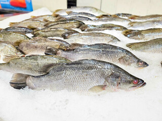 Fresh Sea bass fish on ice sold in supermarkets. Snapper fish, Raw fish on ice at the fish market....