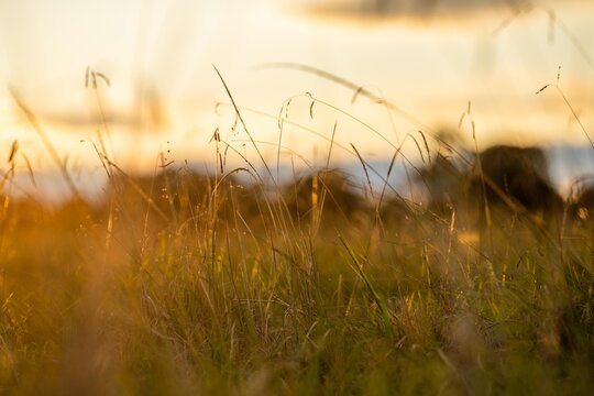 pasture and grasses on a regenerative farm. native plants storaging carbon