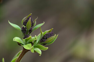 Blossoming buds of lilacs. macro photography