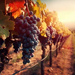 Fototapete Toscane Vineyards at sunset in autumn harvest. Ripe grapes in fall. Generative ai