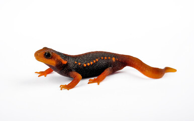 Himalayan crocodile newt // Geknöpfter Birma-Krokodilmolch (Tylototriton verrucosus) 