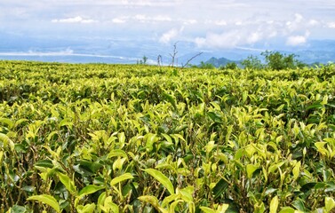 Tea Garden During Monsoon In Kurseong