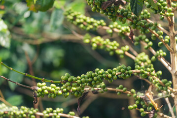 Green coffee bean berry plant fresh raw seed coffee tree growth in eco organic farm. Close up Green seed berries harvest arabica coffee garden. Fresh coffee bean green leaf bush ecology berry plant