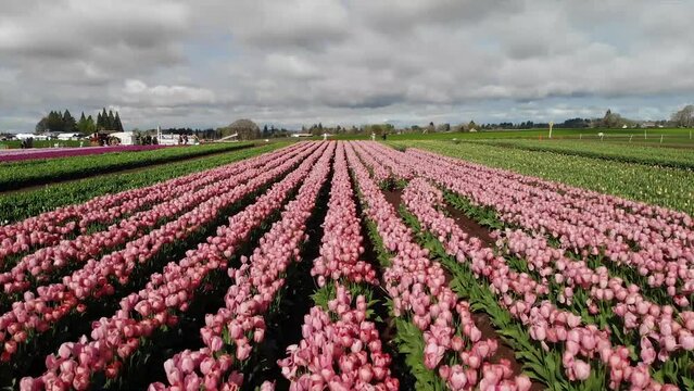 Drone flying over a field of pink tulips. Overhead shot of pink flowers. Landscape of Oregon farmland with flowers.