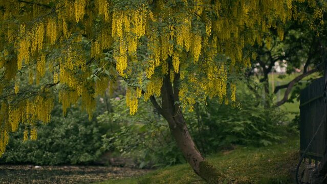 Handheld shot of a tree with yellow flowers dropping petals in summer