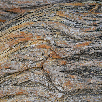 Closeup view of the textured pattern of maclura pomifera aka osage orange or mock orange tree bark