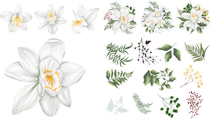 Large vector floral set. Separate flowers of white orchids isolated on white background. Plants, leaves and berries. Compositions of flowers, plants and berries. Set of elements for wedding design