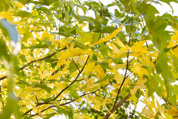 Full frame of green and yellow leaves of tree against sky in sunny garden