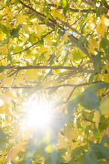 Green and yellow leaves of tree against sky backlit by sun in garden