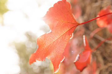 Red leaves of vine plant backlit by sun in garden