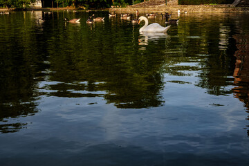 Single white swan among black ducks in water