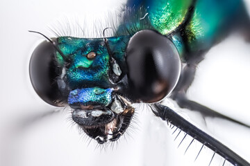 close up of a dragonfly