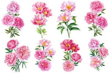 Peonies flowers on white background, watercolor illustration, flower clipart, bouquet of pink peonies © Hanna