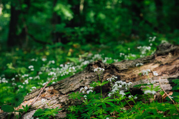 Naklejka na ściany i meble An old fallen tree, a snag surrounded by delicate spring flowers and grass. Green natural background, a symbol of the combination of young and old