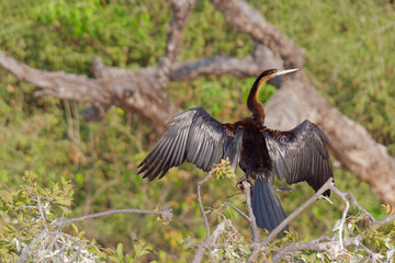 Selective focus photo of an African Darter (Anhinga rufa) standing on a branch with its wings spread