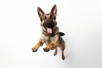 Cute Dog Portraying Emotive Faces, Playful German Shepherd on White, Captured through Unique Aerial Photography Techniques, generative ai